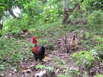 31990IMG_5603.JPG