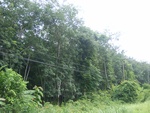 33694RIMG0312.JPG