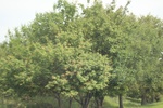 2024-08-05_14-55-48_CDF124E4-5CE3-45C8-AFE7-CC24D0582C9F.jpeg
