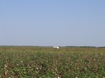 10313071-Irrigated (Surface water) cotton-c.jpg