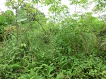 45354CIMG2439.JPG