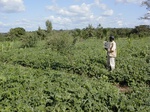 12180GT320_cowpea.JPG