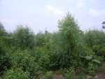 28237RIMG0237.JPG