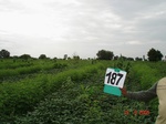 126820187a-rainfed-agriculture-mixedcrop-soyabean-gram.gif