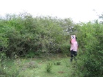 1040808-shrubland-valley-botton-includeda.gif