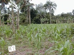 12286GT187_mais.JPG
