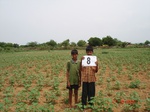 6020008d-rainfed-mixed-crop-cotton-dominant-sorgam-fallows.jpg