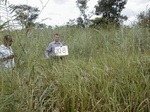 12309GT208_imperata.JPG