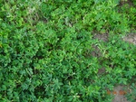 51833Tank ID 1800087 Chinakavaira 3.JPG