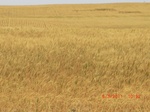 29801CIMG1180.JPG
