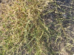 10388vp-075-Scrubland-a.jpg
