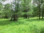36829CIMG0600.JPG