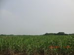 33196CIMG2434.JPG