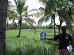 123840100b-irrigated-canal-sugarcane-dominant-rice-doublecrop.gif