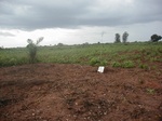 12009GT263_planted_mais_cassava.jpg