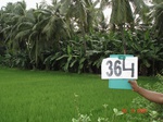 133000364b-irrigated-supplemental-mixed-plantation-banana-dominant-coconut-rice-doublecrop.gif