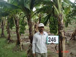 72090246a-irrigated-supplemental-groundwater-banana.jpg