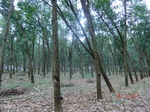 52622CIMG4005_调整大小.JPG