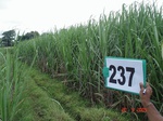 128440237b-irrigated-supplemental-sugarcane-dominant-maize.gif