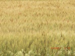 29611CIMG0879.JPG