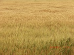 29605CIMG0873.JPG