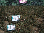 11537047-Irrigated (Surface water) cotton-a.jpg