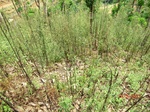 53451CIMG6784.JPG