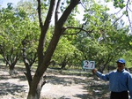 10200027-Orchards (Surface water) apricot-a.jpg