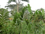 48107CIMG4444.JPG