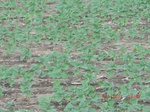 29506CIMG0822.JPG