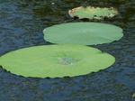 21440P1010064.JPG