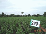 128170229b-rainfed-agriculture-cotton-dominant-maize.gif
