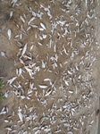 14273IMG_4613.JPG