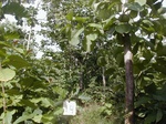 11969GT014_Teak_Plantation.JPG