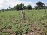 12035GT292_groundnut.JPG