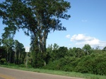 32541p193.jpg
