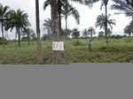 12016GT273_cowpea_oilpalm_weed.JPG