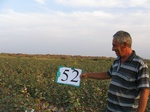 10267052-Irrigated (Surface water) cotton-a.jpg