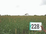 128140228b-rainfed-agriculture-millet.gif
