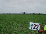124520122a-rainfed-agriculture-sunflower.gif