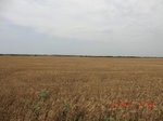 29385CIMG0619.JPG