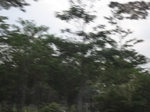 16465IMG_5250.JPG
