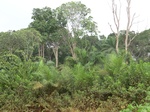 47348CIMG3685.JPG
