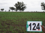 61000124c-rainfed-agriculture-onion.jpg
