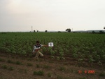 12382009c-irrigated(supplemented-by-groundwater)-cotton-chilles.gif