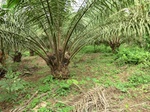 45758CIMG2843.JPG