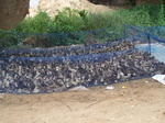 541610052008(23).JPG