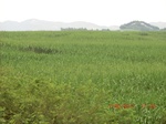 34771CIMG2602.JPG