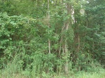 32355p87_s.jpg