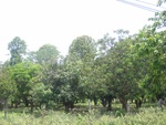 34634RIMG0101.JPG